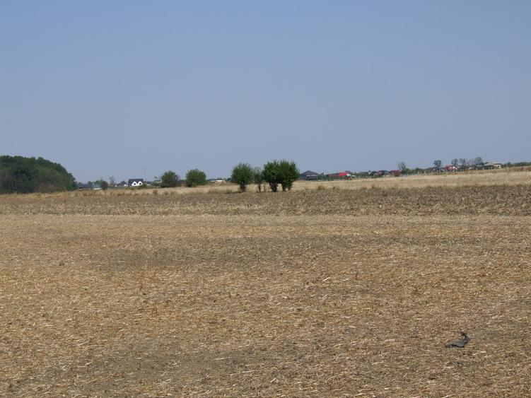Teren Clinceni-Ordoreanu padure