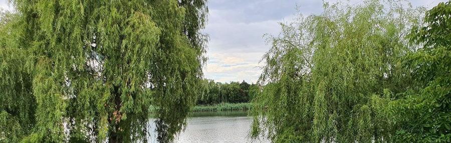 Oază de liniște în Corbeanca:Teren premium de 1.744 mp, cu 30 ml deschidere lac