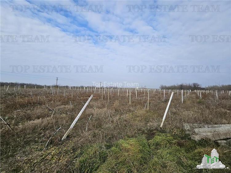 Teren intravilan cu deschidere la DNE, Harsova - 4