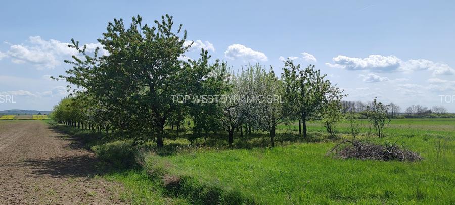 Casă și teren generos – sat Ciuhoi, comuna Săniob, județul Bihor - 5