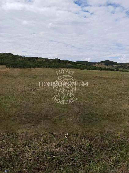 TEREN INTRAVILAN 5000 mp-ideal case,hale-Livezile PRET PROMO! - 3