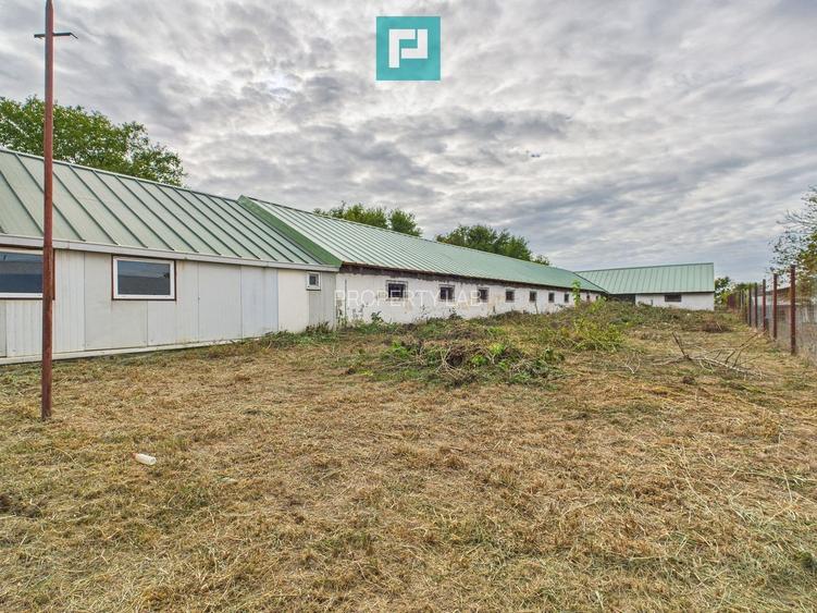 Hală pentru producție / fermă zootehnică  - Variaș - 15