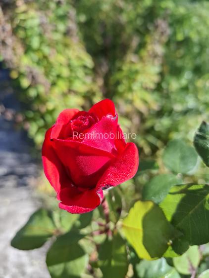 Vila Bughea de Jos - Campulung - 20