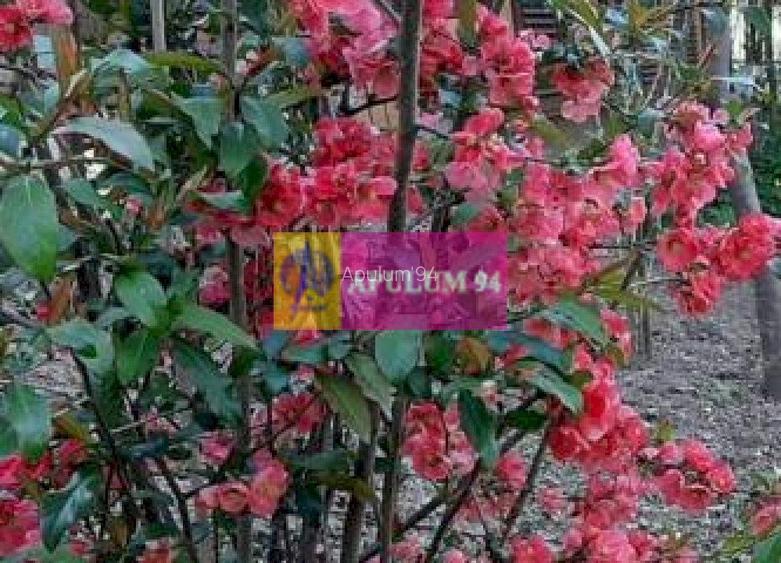 Casă de vânzare în Provița de Jos - 55