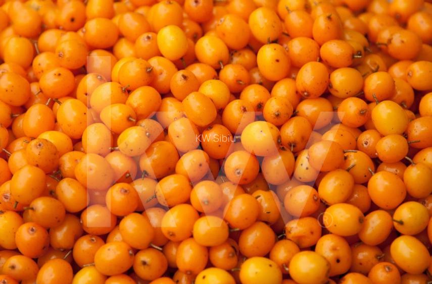 Oportunitate unica de investitie – Padure, catina si visuri verzi - 3