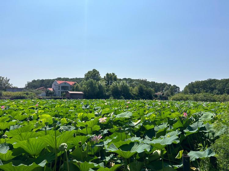 Teren de Vis pe malul lacului Snagov / 4000 mp in inima Naturii /40 m deschidere - 2