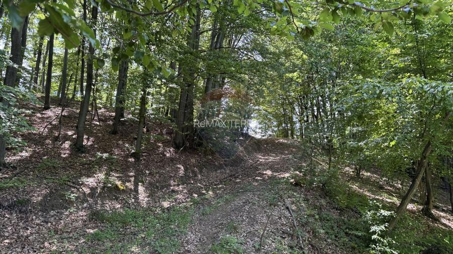 Teren intravilan de vanzare 55 600 mp Codru Butesii - 16