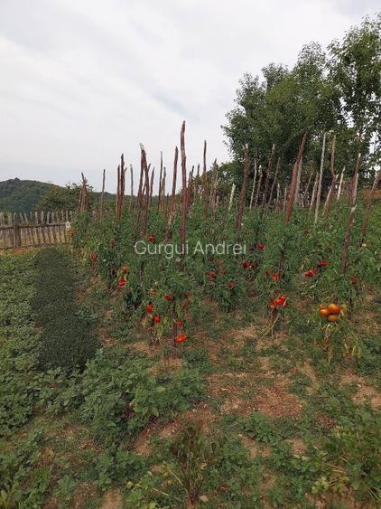 Casa cu teren de vânzare în zona de munte  - 5