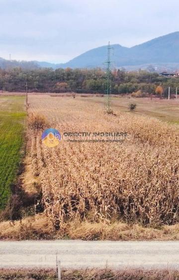 Teren intravilan de vanzare 5533 mp – Alexandru cel Bun - 2