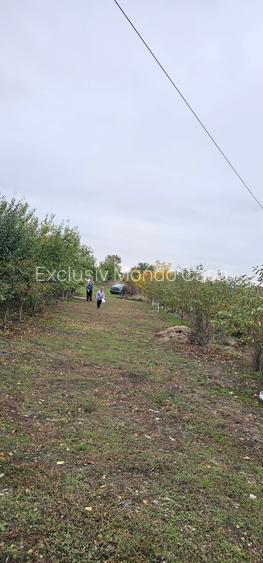 Domnești- Str.Fortului, 742mp, gaze, lumină - 3