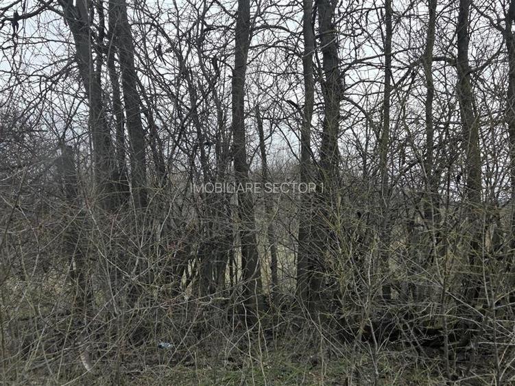 Teren intravilan cu gaze la strada Bujoreanca Dambovita S=9658mp D=49mp - 6
