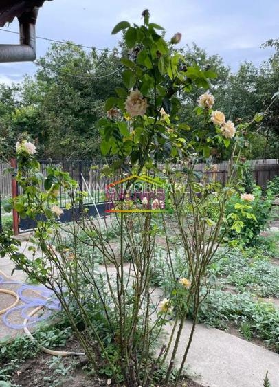 Vand casa plus teren 1134 mp in judetul Ialomita, Comuna Dragoesti - 6