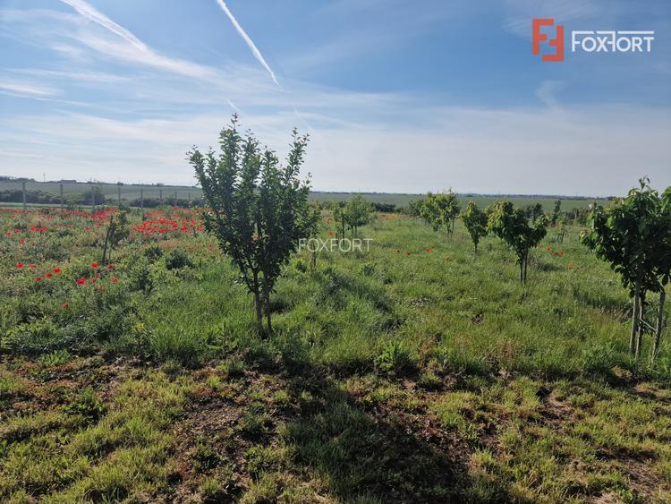Teren extravilan de 3500 mp de vanzare in Remetea Mare - 4