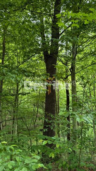 PĂDURE DE VÂNZARE – 17 HA – VALEA MARE, COMUNA BĂLILEȘTI, JUDEȚUL ARGEȘ - 9