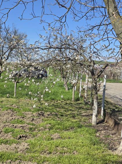 TEREN INTRAVILAN -1300 mp CURTISOARA - 13