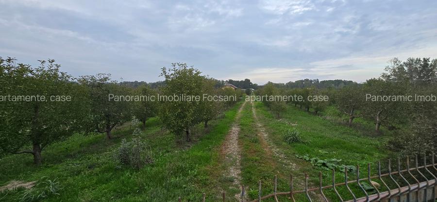 LIVADA  DE VANZARE FOCSANI-DUMBRAVITA  1,8  HA - 14