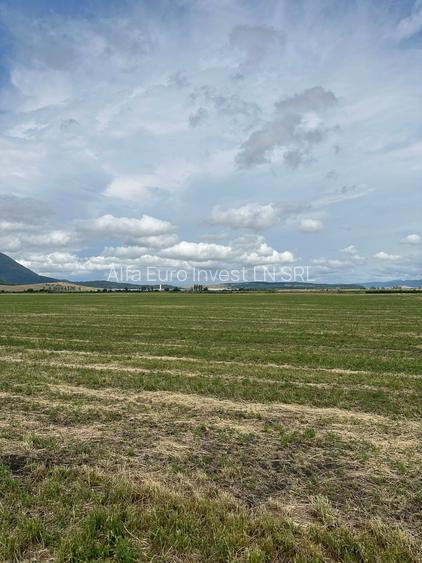 TEREN ARABIL HALCHIU-CODLEA - 4