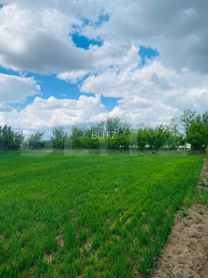 Casa pe parter, 2.753 mp teren, Marotinu de Sus, Celaru - 7