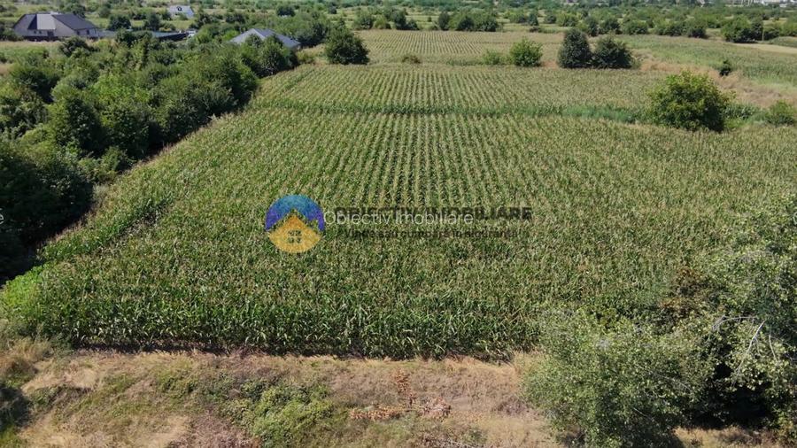 Teren intravilan 3866 mp Dumbrava Rosie - 4