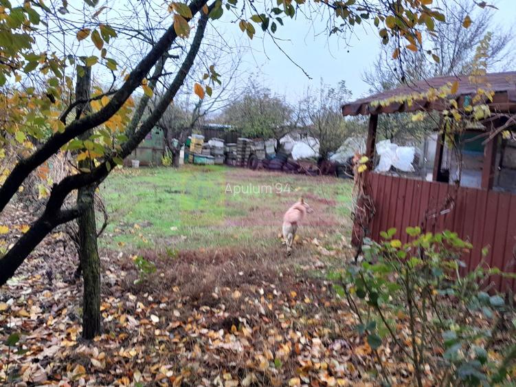 ISLAZ / IF - CASA P+1 (7 CAM) DE VANZARE - 45