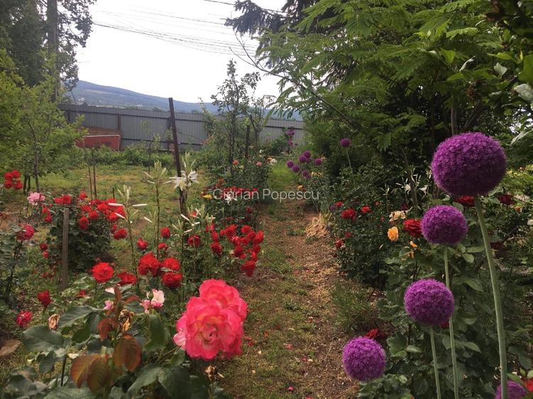 Casa de vanzare la tara - 3