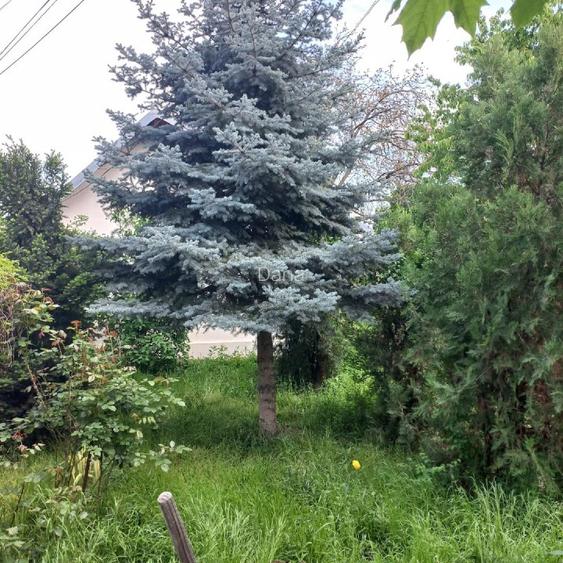 VAND CASA SI CURTE SPATIOASE DE 400 mp ,SITUATE INTR-O ZONA LINISTITA! - 3