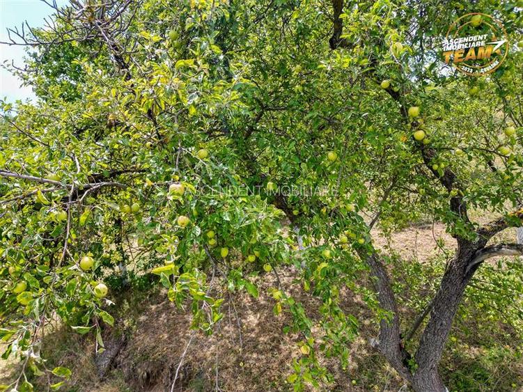 FILM! Confortabila ariere, 4.500 mp, arbori roditori, Sancraiu,Covasna - 2