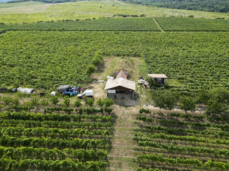 Vie Tradițională „Halta Lupilor” - 36