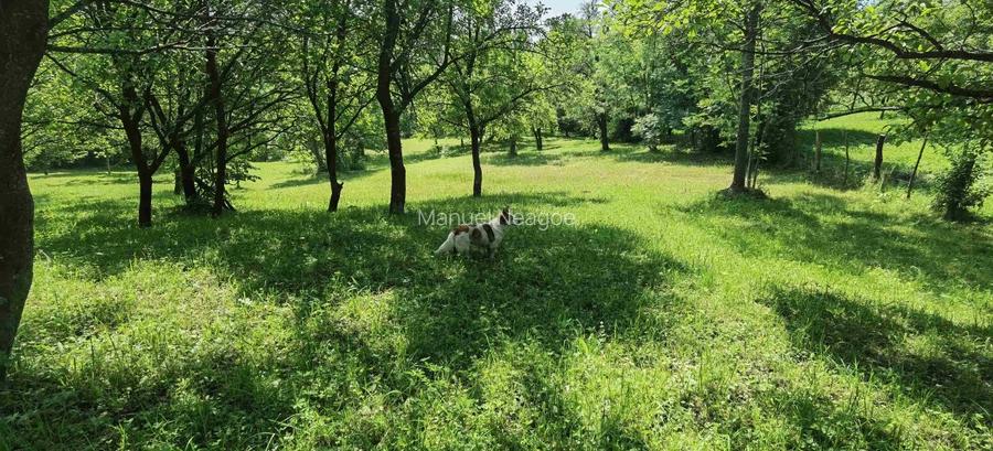 Teren intravilan Talea situat in mijlocul naturii ! - 2