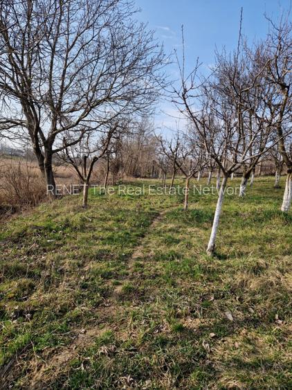 Teren - Roman  -Trifesti - ieșire la lac - livada pe rod - 8