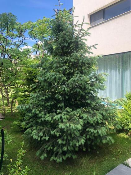 Beautiful villa - Baneasa area - 6rooms - 5