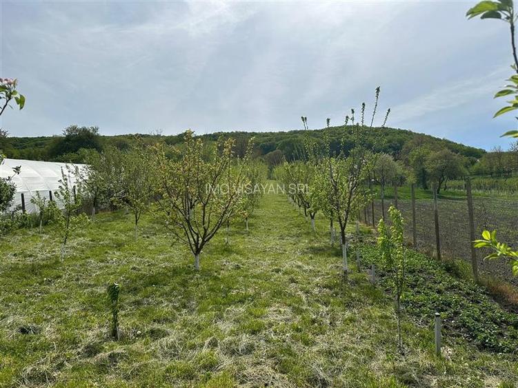 teren construibil cu livada pomi,sat Hasag,jud.Sibiu,comision 0 - 8