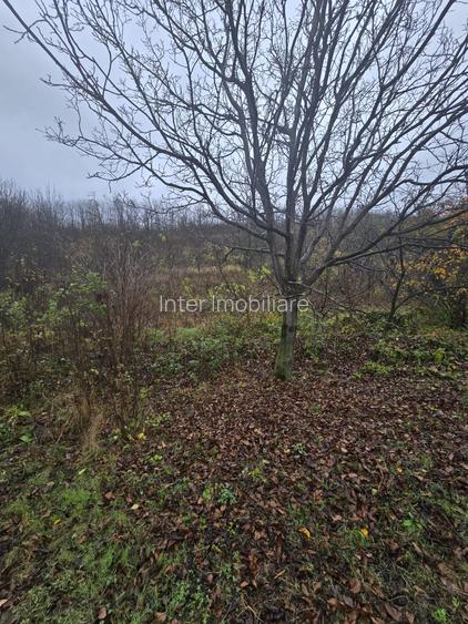 Teren intravilan Tomesti - 3