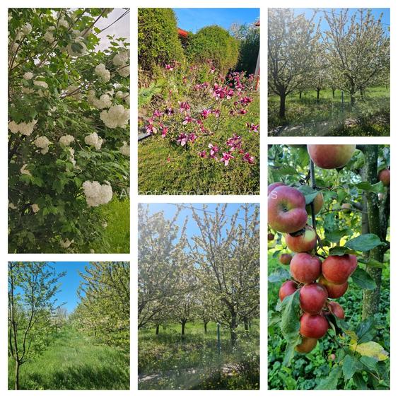 Proprietate deosebita la Vorona pe 1 ha de teren - 6