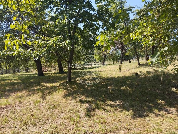 Teren intravilan 2828 mp+autorizatie casa-anexe-livada-Dorolea - 2