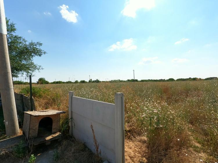 Teren 80.084 mp Otopeni - Intrarea Mesteacanului - 5