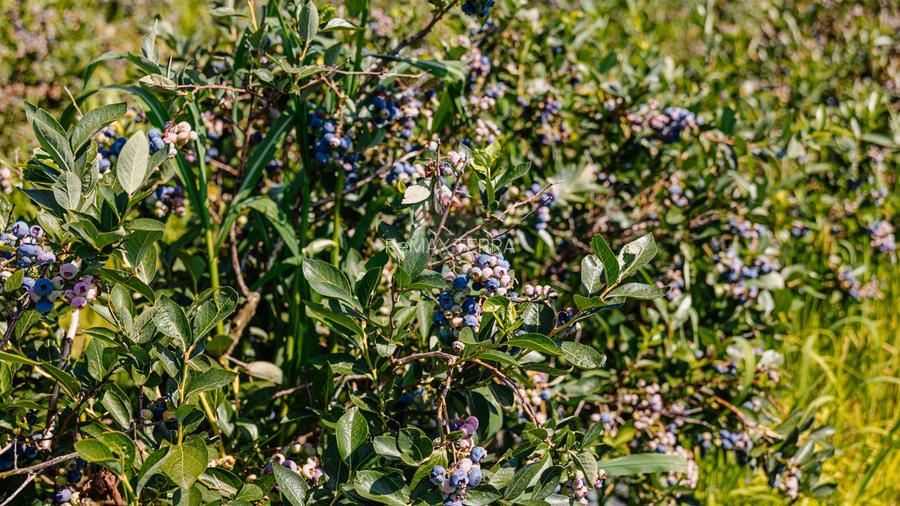 BUSINESS DE VANZARE Plantatie de afin din Romania - 22