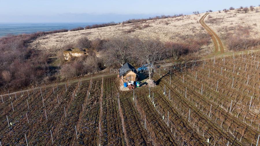 Vita-de-vie Premium  teren de 6800 mp în Covăsinț - 6