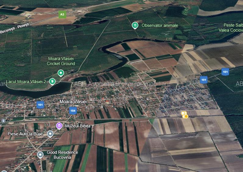 De vanzare | Teren 1500 mp | Moara Vlasiei - 3