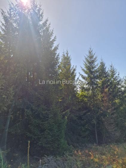 Vindem teren forestier 44165 mp Doabra - Bucovina - 5