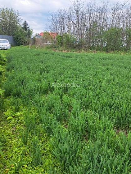 Teren intravilan Frumusani - 2