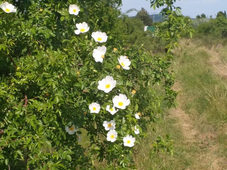 Teren 15000 mp Vernesti, Buzau cu PUZ - 4