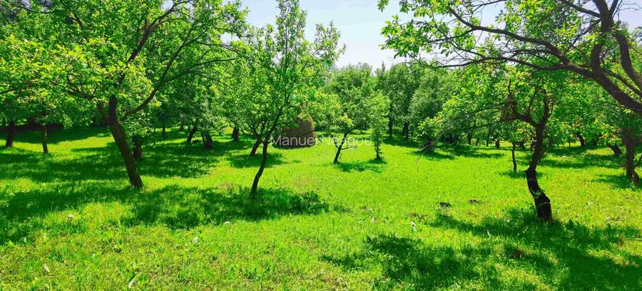 Teren intravilan Talea situat in mijlocul naturii ! - 4