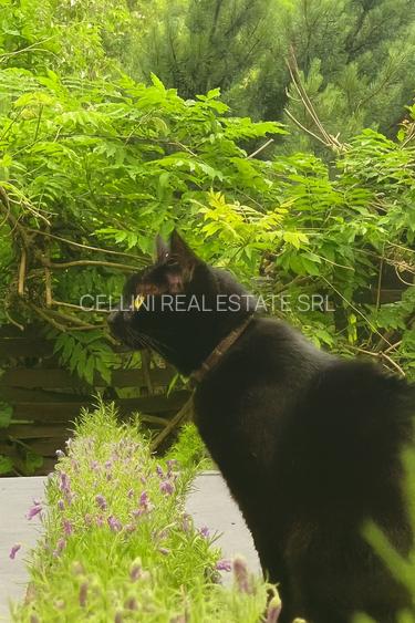 Vand vila p+1+m,  Baneasa, la liziera pădurii Băneasa - 5