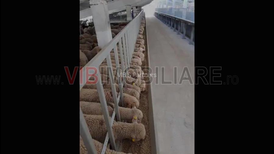*Fermă modernă pentru export miei | 6 ha | Standarde europene | Aproape de Brăil - 6
