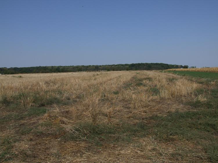 Teren Clinceni-Ordoreanu padure
