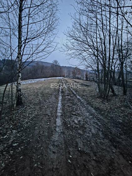 Teren extravilan 5000 mp Sinca Noua - 2
