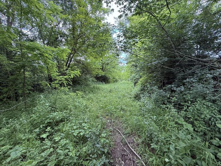 Teren plat-intravilan -3800 mp, cu pădurice și ieșire la râu!