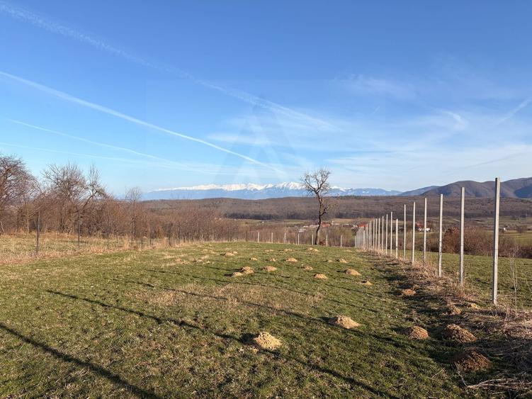 Teren intravilan 809 mp cu deschidere 14 m în Tropinii Noi