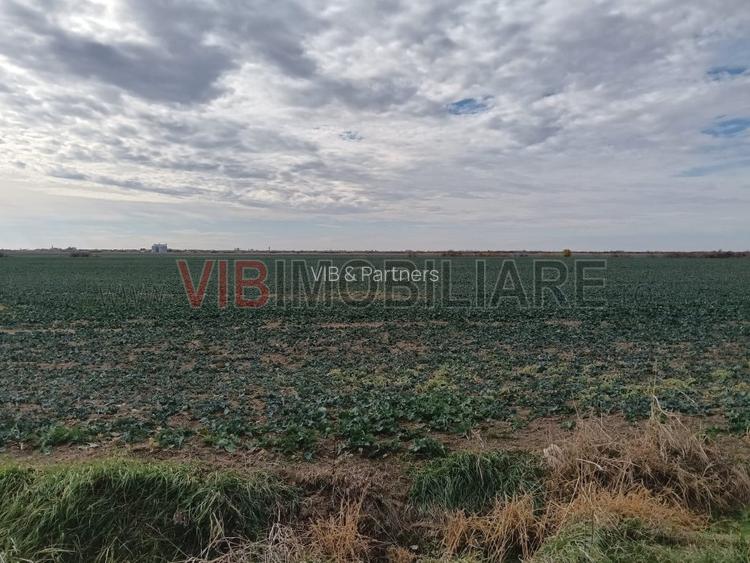 Ferma Agricolă 1.350 Hectare – Grad de Comasare 96–97%, Chișineu Criș, Județul A - 6